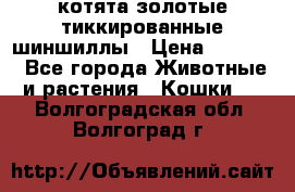 котята золотые тиккированные шиншиллы › Цена ­ 8 000 - Все города Животные и растения » Кошки   . Волгоградская обл.,Волгоград г.